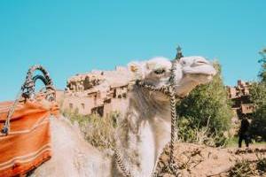شتر