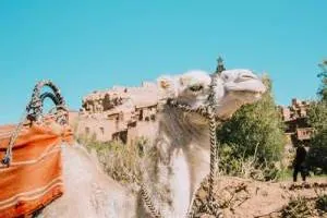 شتر