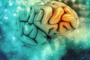 تاثیر فصل بر مغز