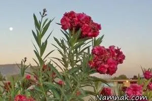سکته قلبی