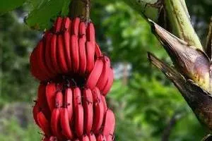 موز قرمز