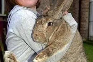 بزرگترین خرگوش