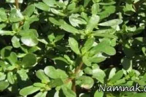 گیاه خرفه