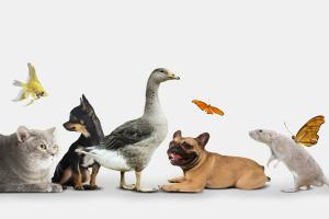 انواع جانوران