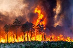 آتش سوزی جنگلهای هیرکانی