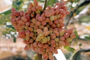 نهال پسته اصلاح شده