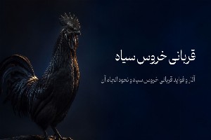 همه چیز درباره قربانی خروس سیاه