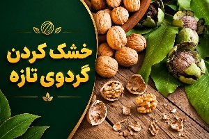 خشك كردن گردوي تازه