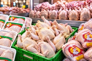 قیمت مرغ