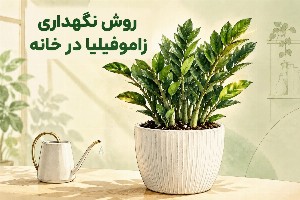 گیاه زاموفیلیا