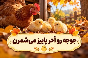 جوجه