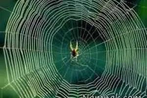 عنکبوت عجیب