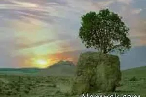 تک درخت عجیب 