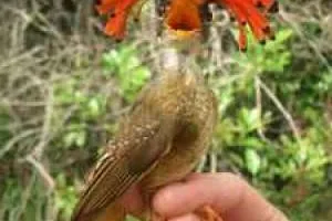 پرندگان عجیب 