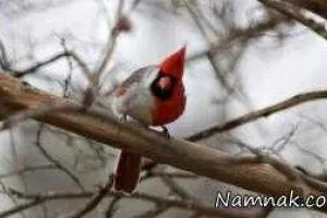 پرنده نر و ماده