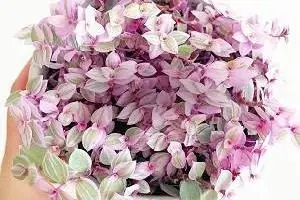گیاه کالیسیا