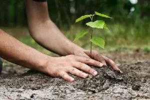 روز درختکاری