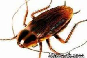 مرگ کودک با حمله سوسک