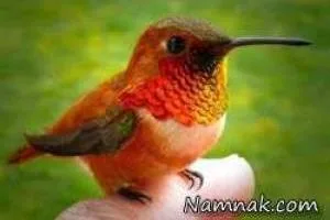 کوچکترین پرنده دنیا