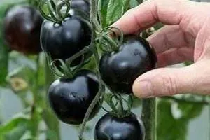 گوجه فرنگی سیاه