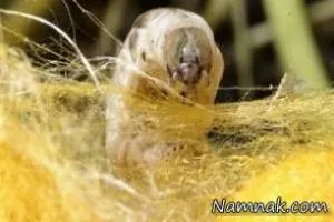 پیله کرم ابریشم