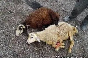 ذبح گوسفند