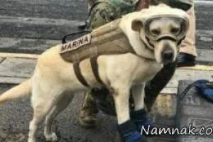 سگ 