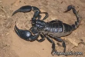 قاتلان انسان