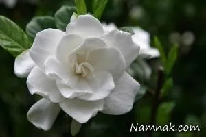 گیاه گاردنیا