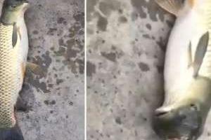 ماهی جهش یافته 