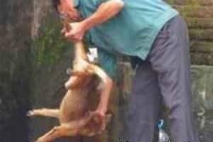 خوردن گوشت سگ