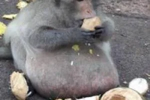 میمون چاق