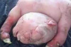 نیم انسان نیم حیوان