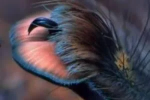 عکس عنکبوت