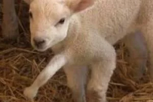 بره 5 پا 
