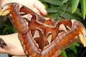 بزرگترین پروانه دنیا