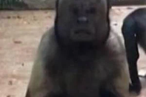 میمون شبیه انسان