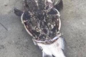 خفه شدن ماهی