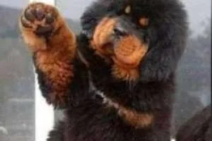 سگ خانگی