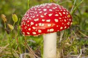 تشخیص قارچ سمی از قارچ خوراکی