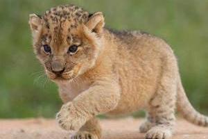 توله شیر یخ زده