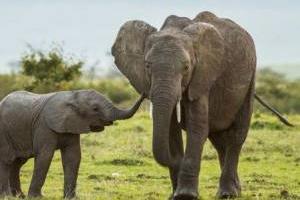 فیل مادر و کودک