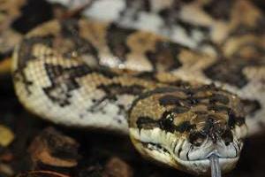 لانه کردن مار در توالت