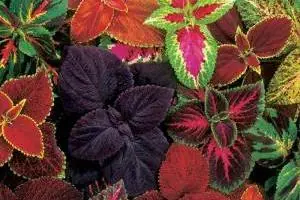 گیاه حسن یوسف