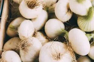 کاشت سیر