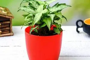 گیاه سینگونیم