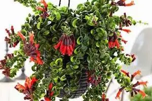 گیاه آشینانتوس
