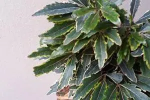 آرالیا دروغین