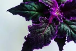 نگهداری گیاه ژینورا