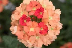 شاه پسند